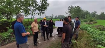 از كمبود فسفر تا بیماری بلاست؛ بررسی چالش‌های شالیزارهای لاهیجان توسط متخصصان مؤسسه تحقیقات برنج