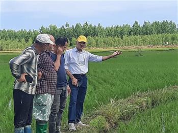 پایش میدانی مزارع برنج بندرانزلی در راستای اجرای طرح جهش تولید