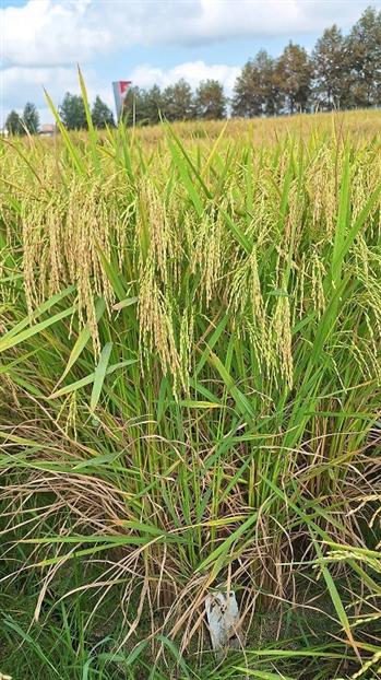 دو رقم جدید برنج به نام‌های كویر و تی‌تی معرفی شدند