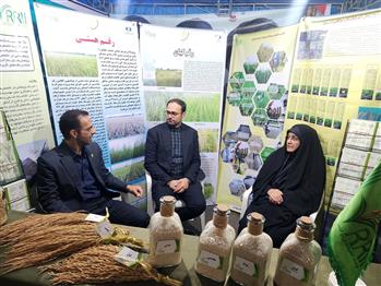 استقبال چشمگیر شالیكاران از رقم «هستی» در میز خدمت كشاورزی