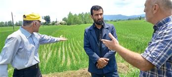 پایش فنی مزارع برنج شفت با تأكید بر تغذیه گیاهی و مدیریت غیرشیمیایی آفات