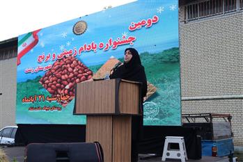 جشنواره شكرانه برداشت برنج و بادام زمینی در رشت برگزار شد
