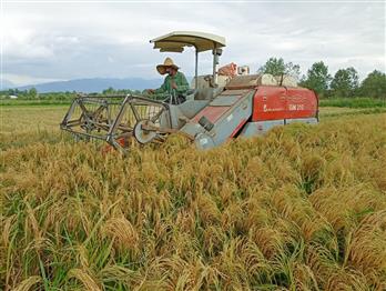 نام‌گذاری دو رقم جدید برنج در كمیته معرفی رقم سازمان تات